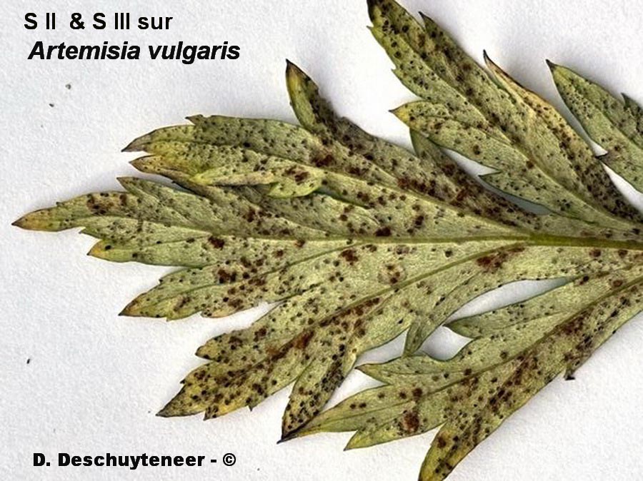 Puccinia artemisiella