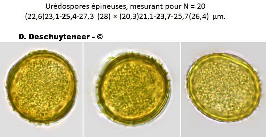 Puccinia artemisiella