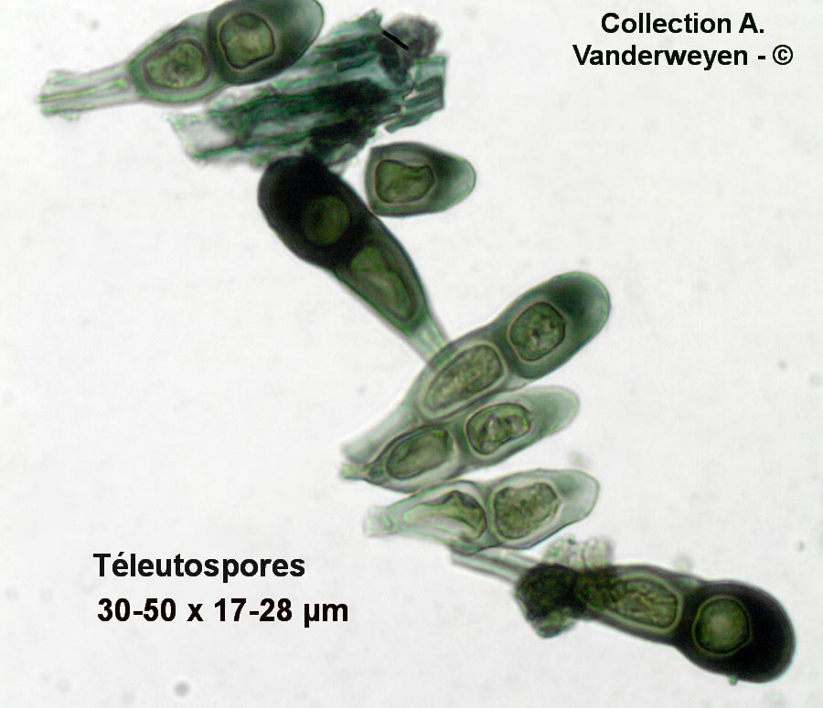 Puccinia asparagi