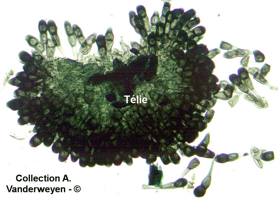 Puccinia asparagi