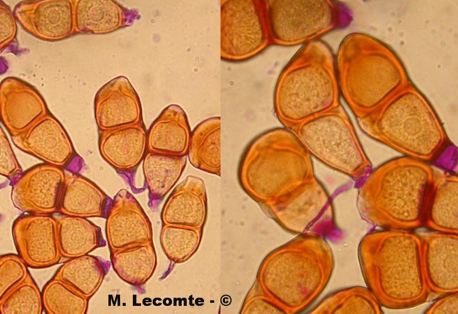 Puccinia asperulae-odoratae