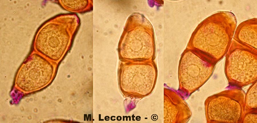 Puccinia asperulae-odoratae
