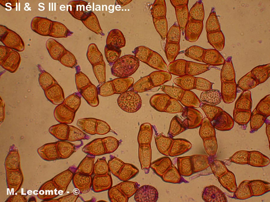 Puccinia asperulae-odoratae
