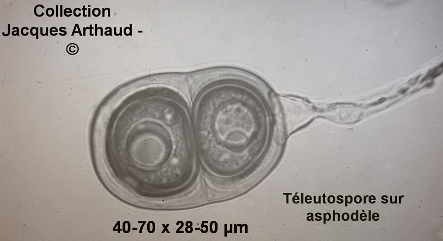 Puccinia asphodeli