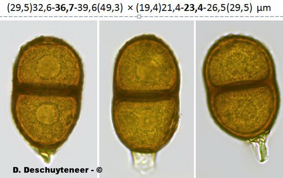 Puccinia bardanae