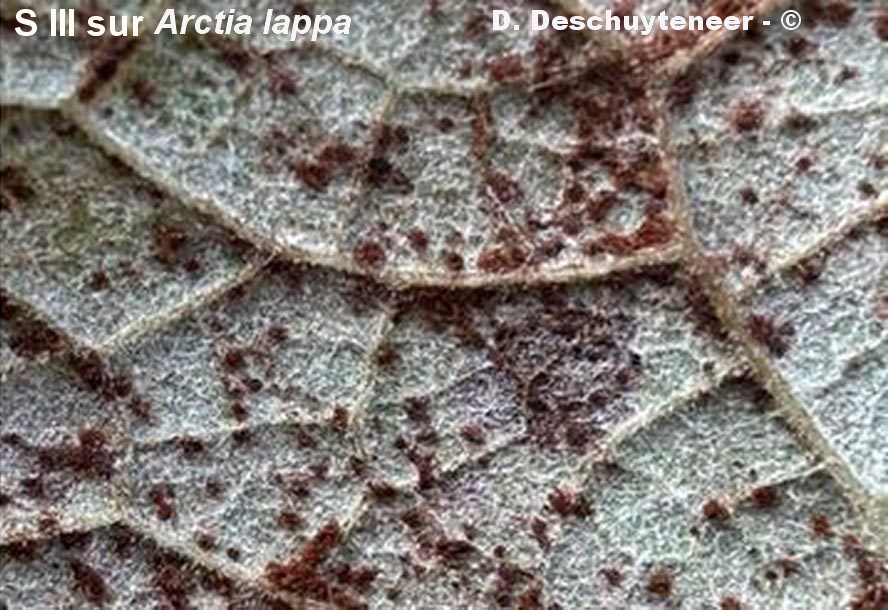 Puccinia bardanae