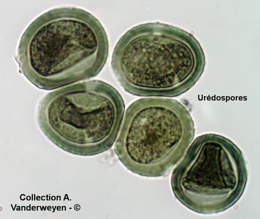 Puccinia behensis