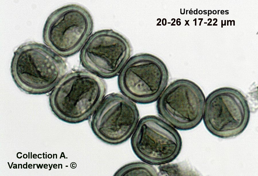 Puccinia behensis