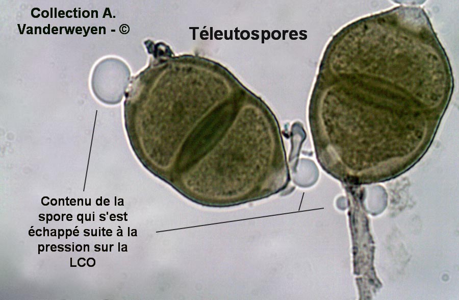 Puccinia betonicae