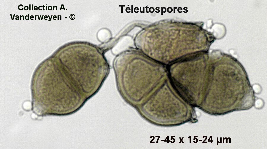 Puccinia betonicae