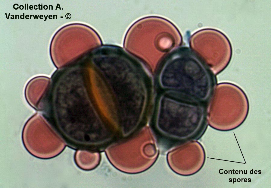 Bulles hyalines et difformes contre les spores