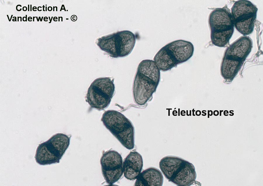 Puccinia bistortae