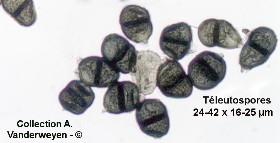 Puccinia bistortae