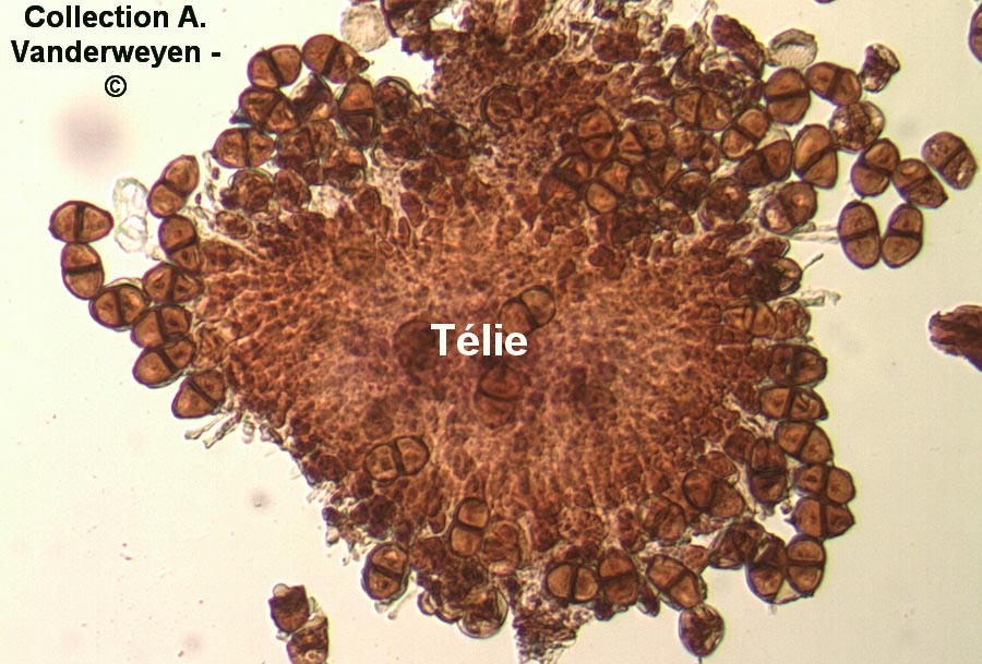 Puccinia bistortae