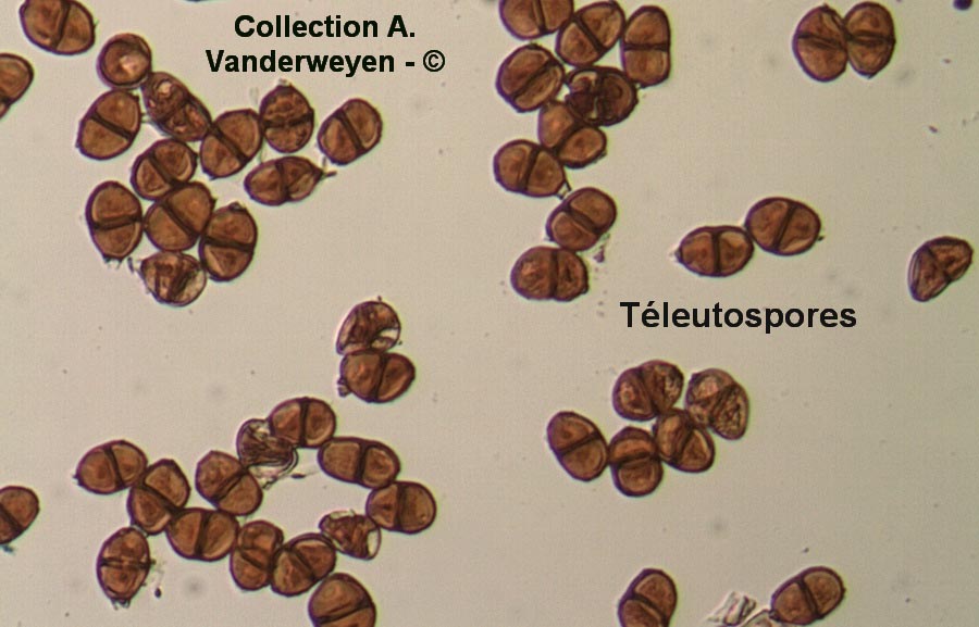 Puccinia bistortae