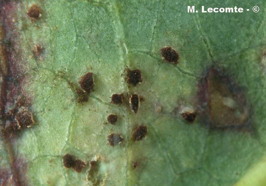 Puccinia bistortae