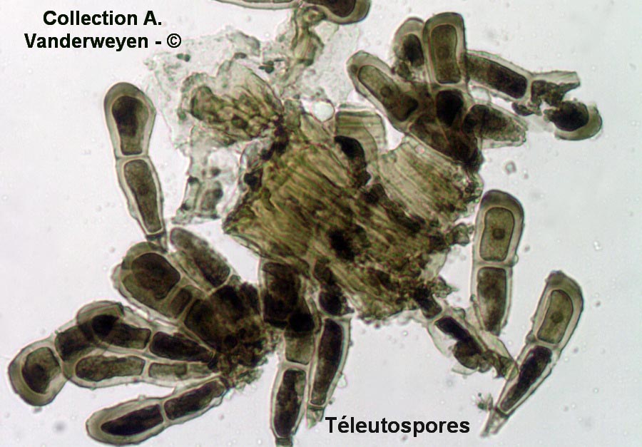 Puccinia brachybotrydis