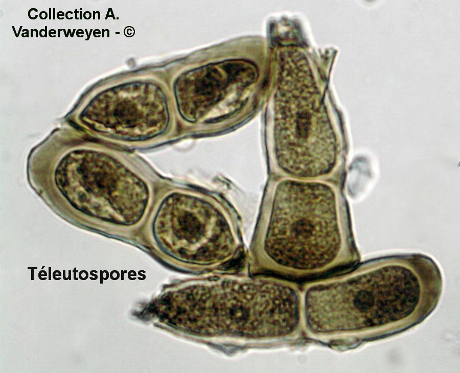 Puccinia brachybotrydis