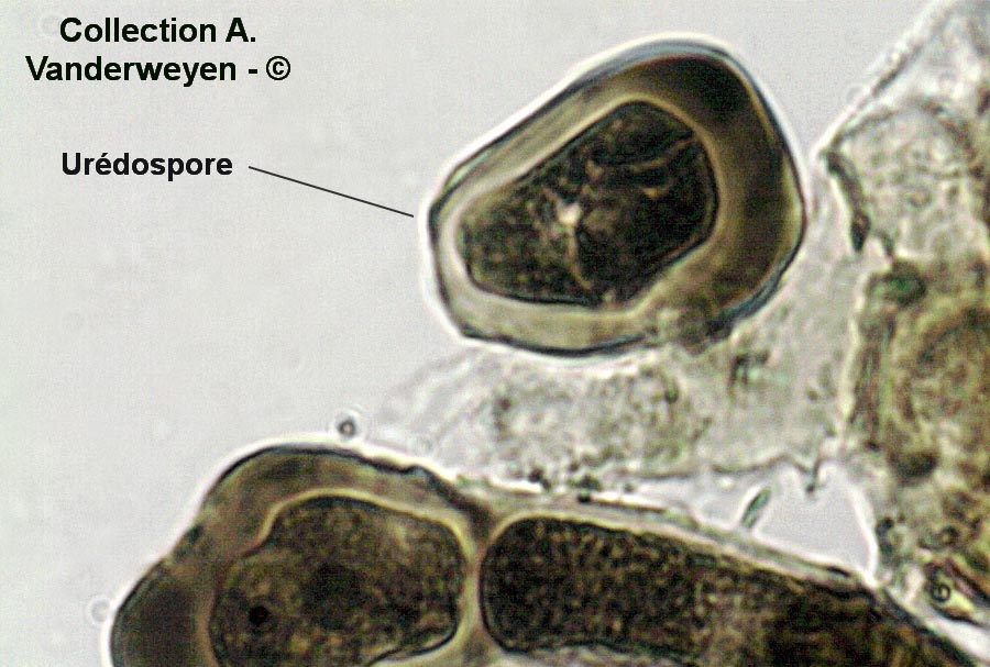 Puccinia brachybotrydis