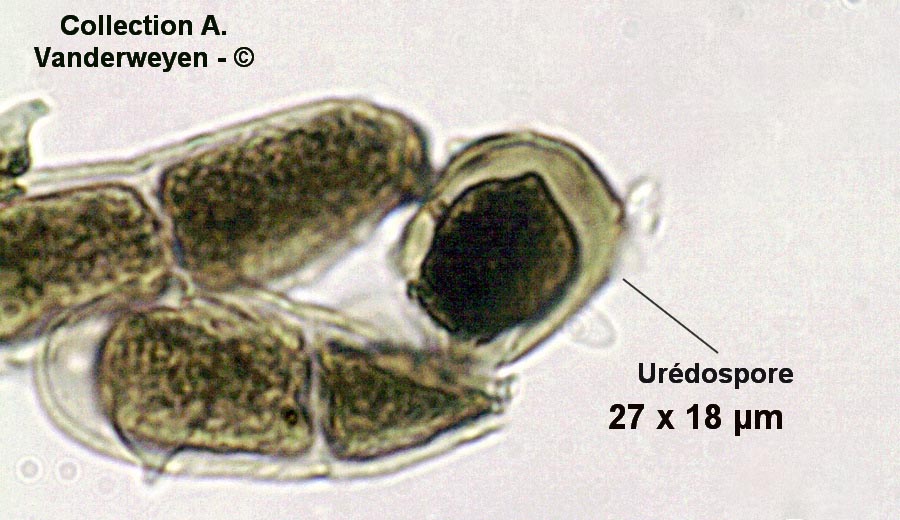 Puccinia brachybotrydis