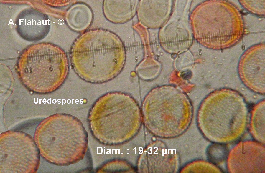 Puccinia brachypodii var. arrhenatheri