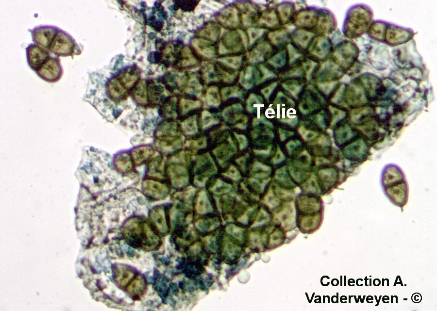 Puccinia bulbocastani