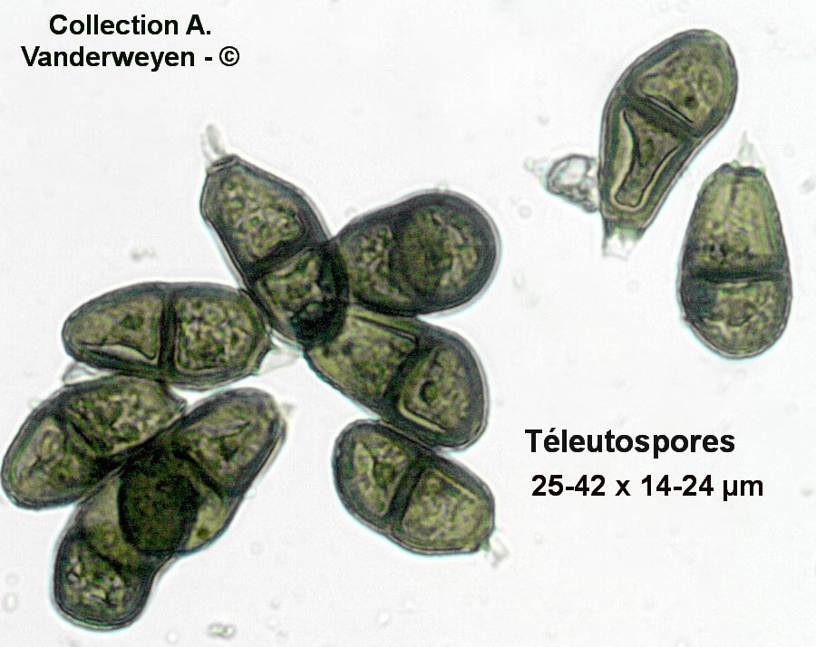 Puccinia bulbocastani