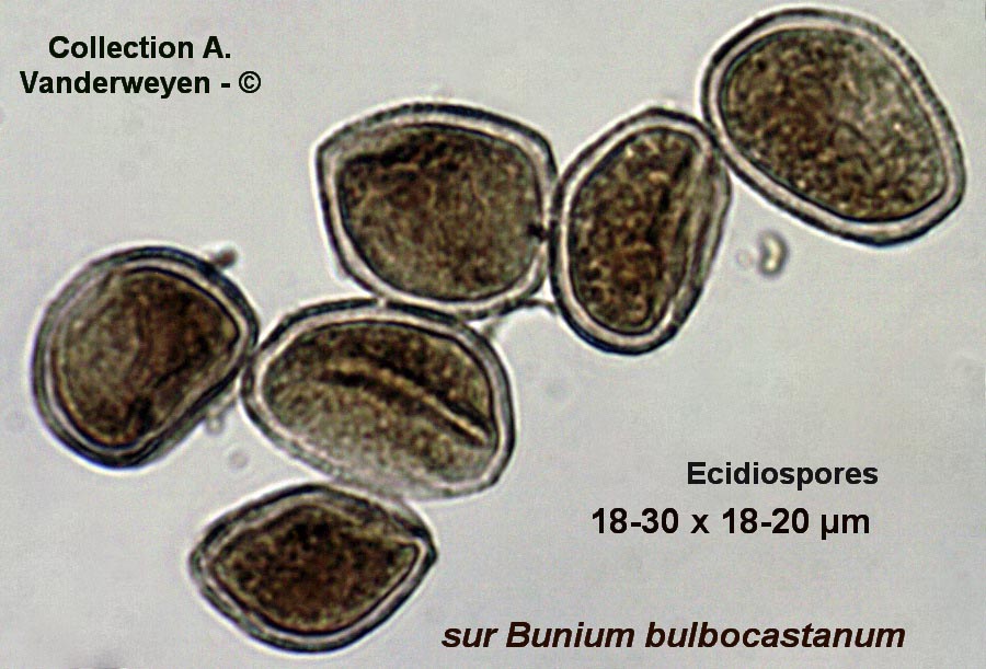 Puccinia bulbocastani