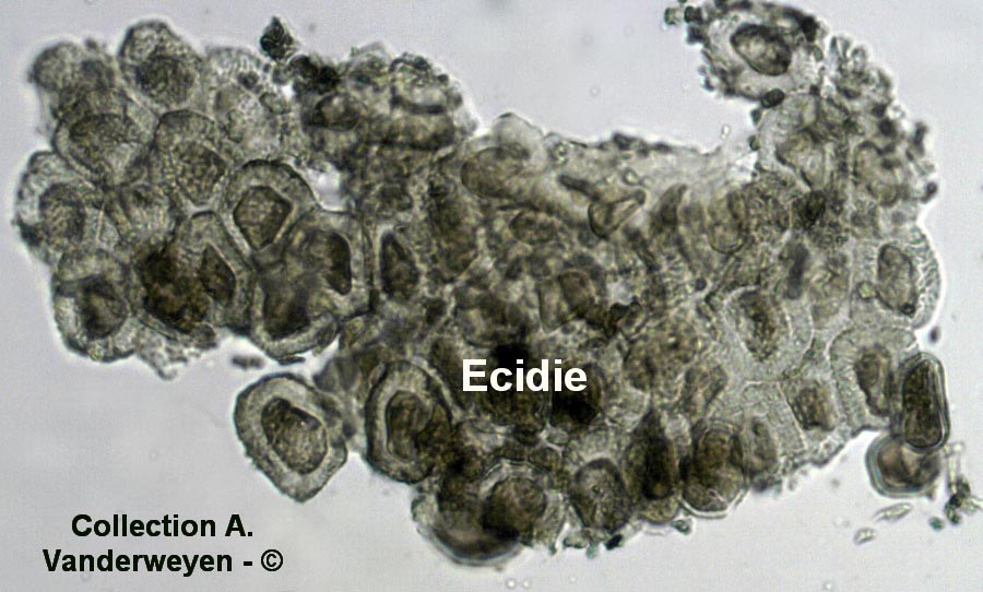 Puccinia bulbocastani