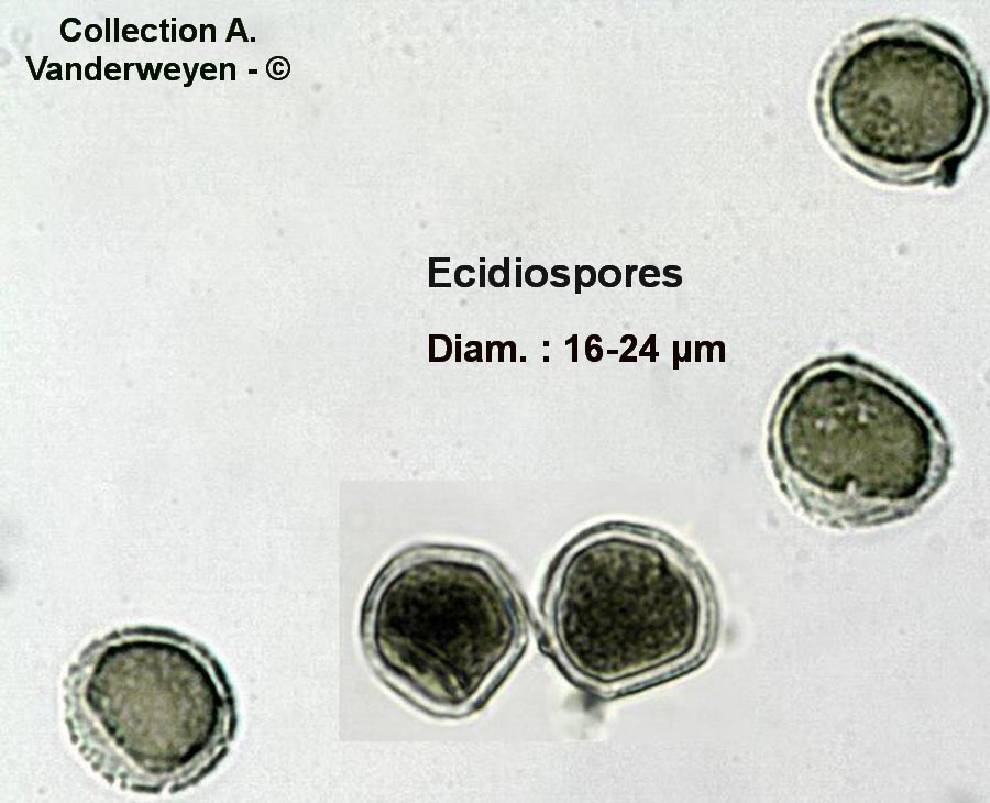 Puccinia bupleuri