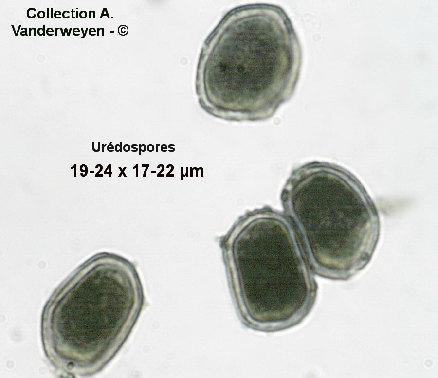 Puccinia bupleuri