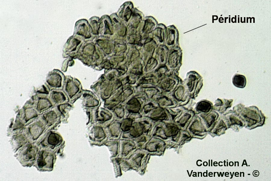 Puccinia bupleuri