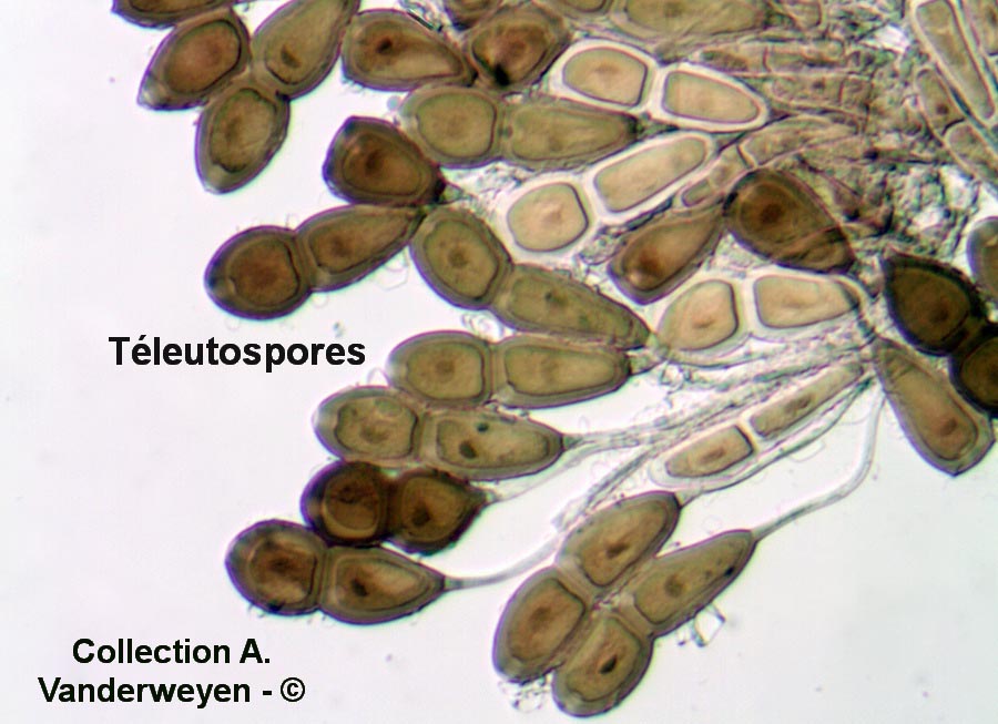 Puccinia buxi