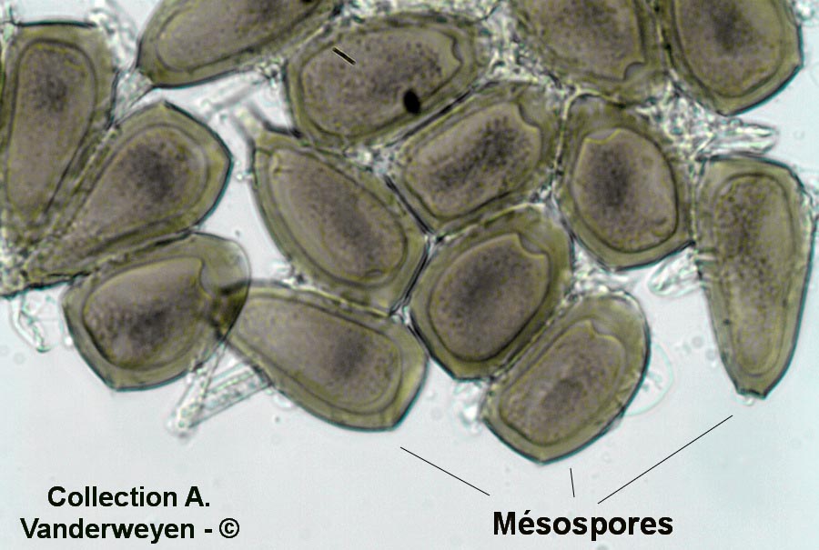 Puccinia buxi