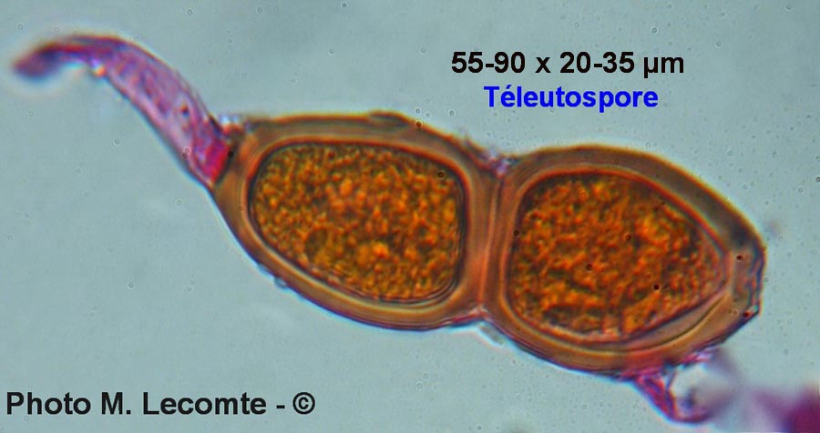 Puccinia buxi