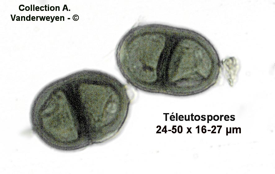 Puccinia calcitrapae