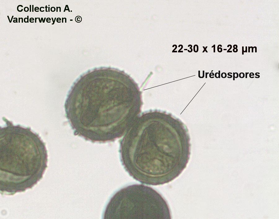 Puccinia calcitrapae