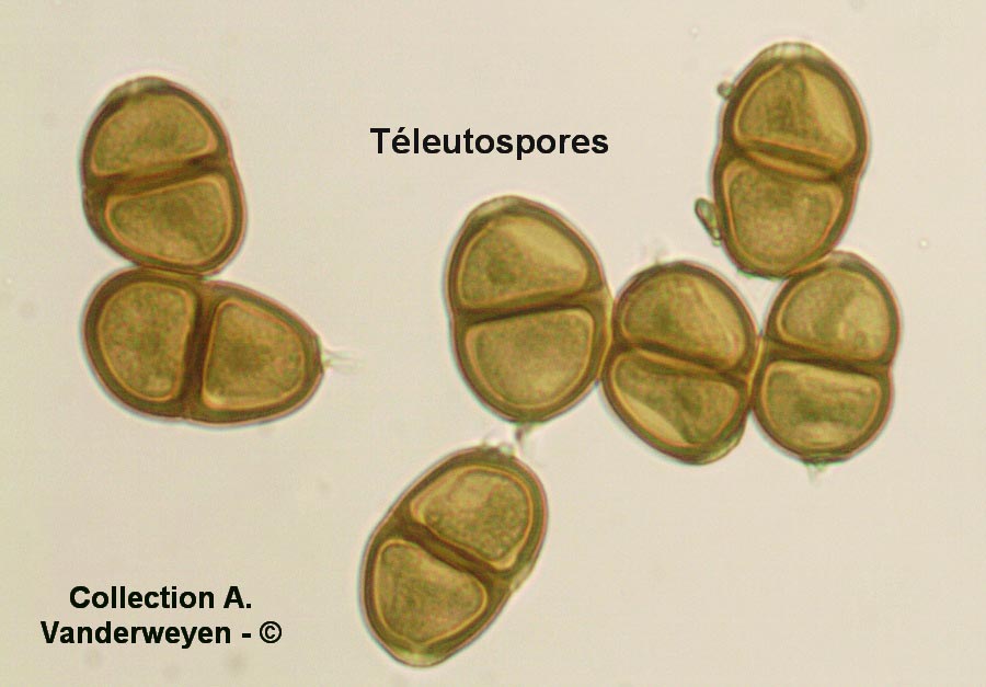 Puccinia calcitrapae