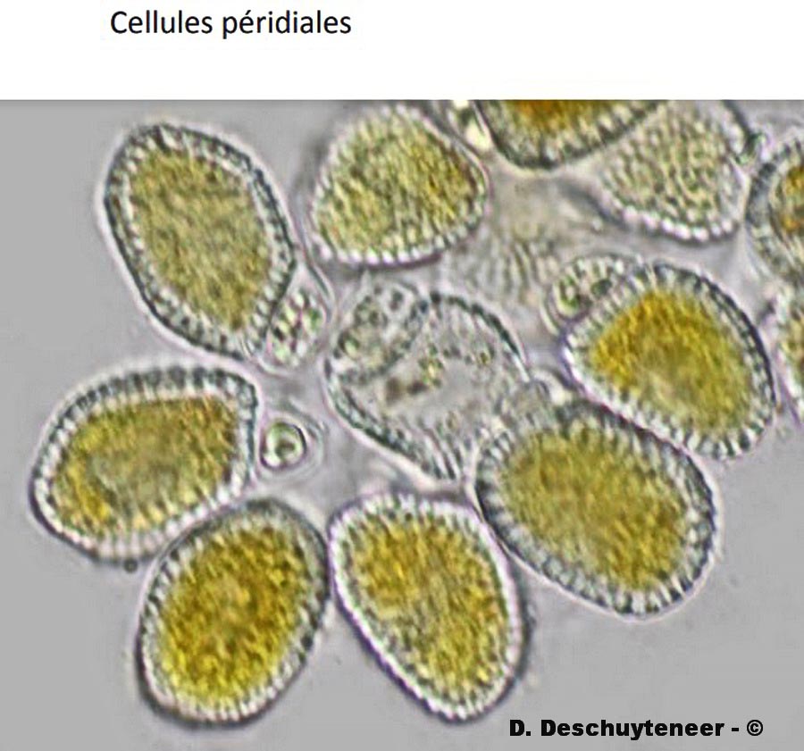 Puccinia campanulae