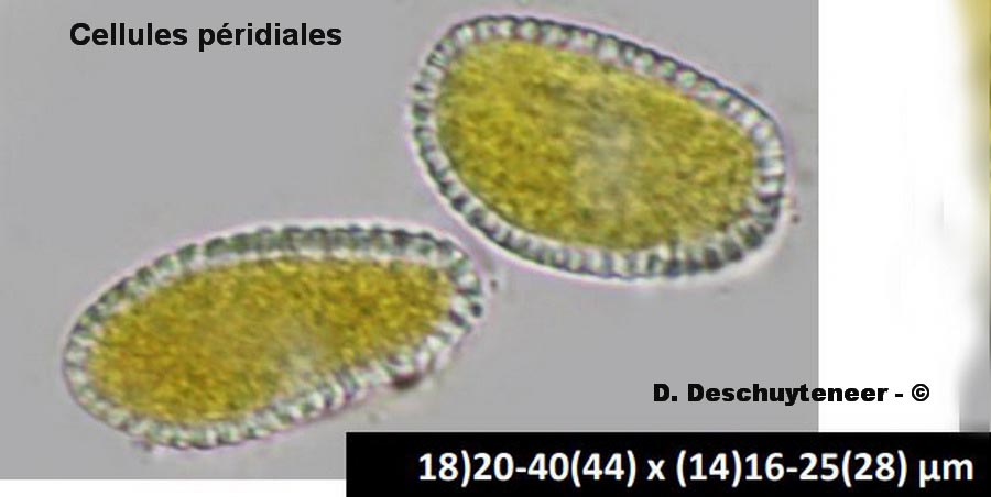 Puccinia campanulae