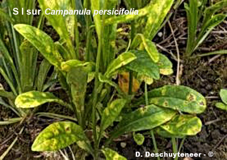 Puccinia campanulae