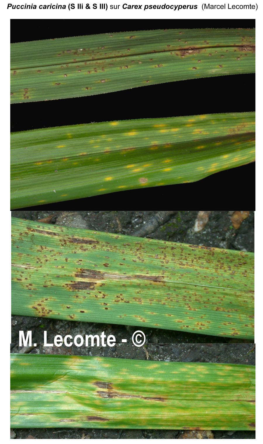 Puccinia caricina