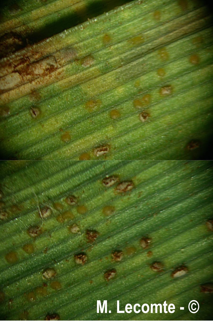 Puccinia caricina