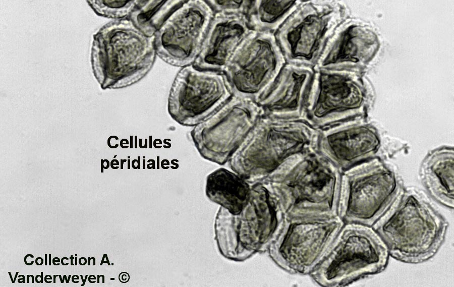 Puccinia caricina