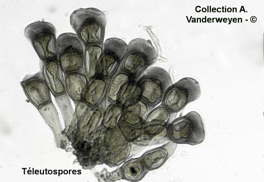 Puccinia caricina