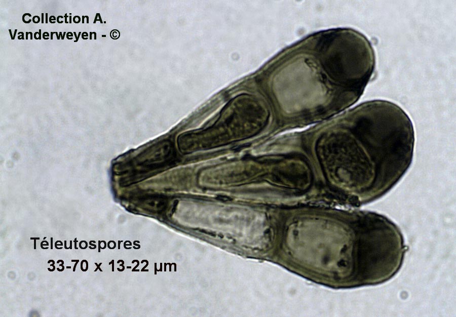 Puccinia caricina