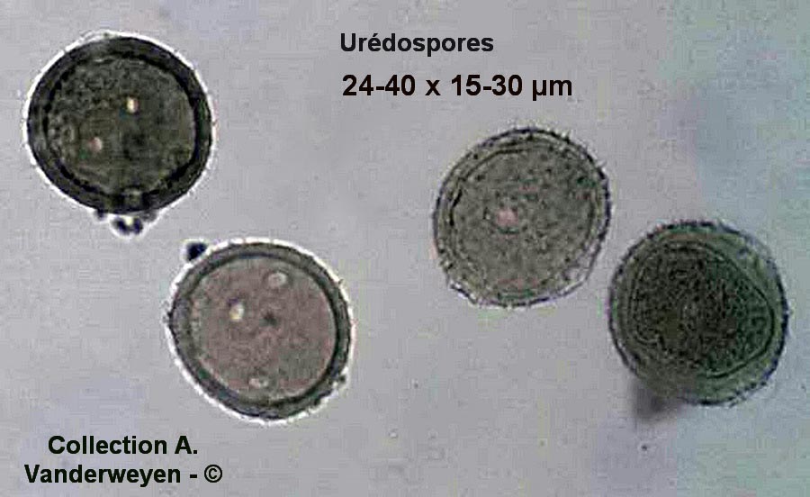 Puccinia caricina