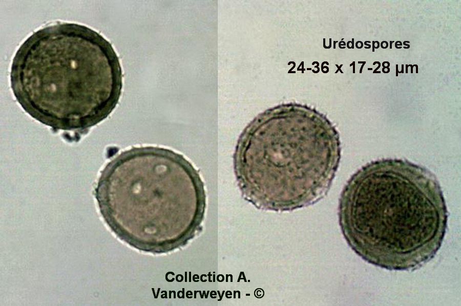 Puccinia caricina