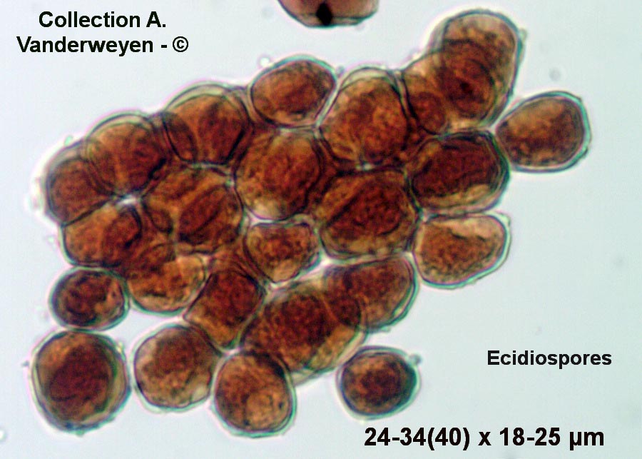 Puccinia caricina