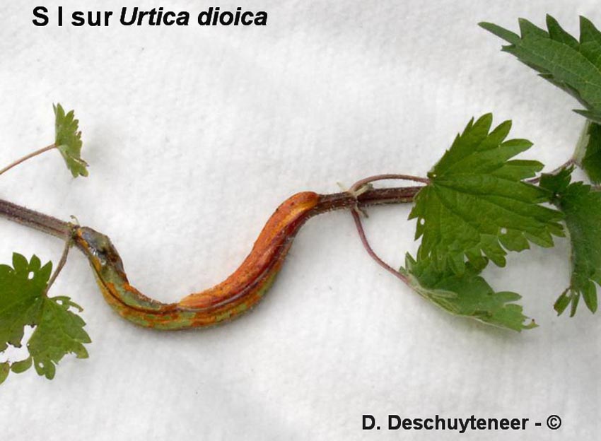 Puccinia caricina